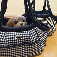 犬