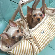 犬