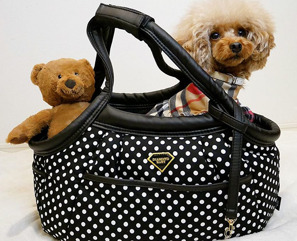 愛犬との暮らしを大切にしたい|Diamond Baby