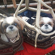 犬